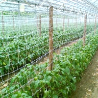 Сетка шпалерная h-2м ячейка 15*17см 60178