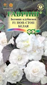 Бегония Нон-стоп белая 4шт (710015) 072480