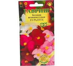 Бегония Радуга смесь 7шт (728825) 072503
