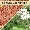 Редька масличная 1кг 070271 - купить во Владивостоке, фото товара